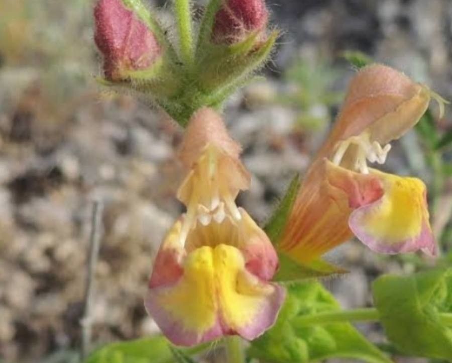 Salvia adenophylla — houseplant care guide