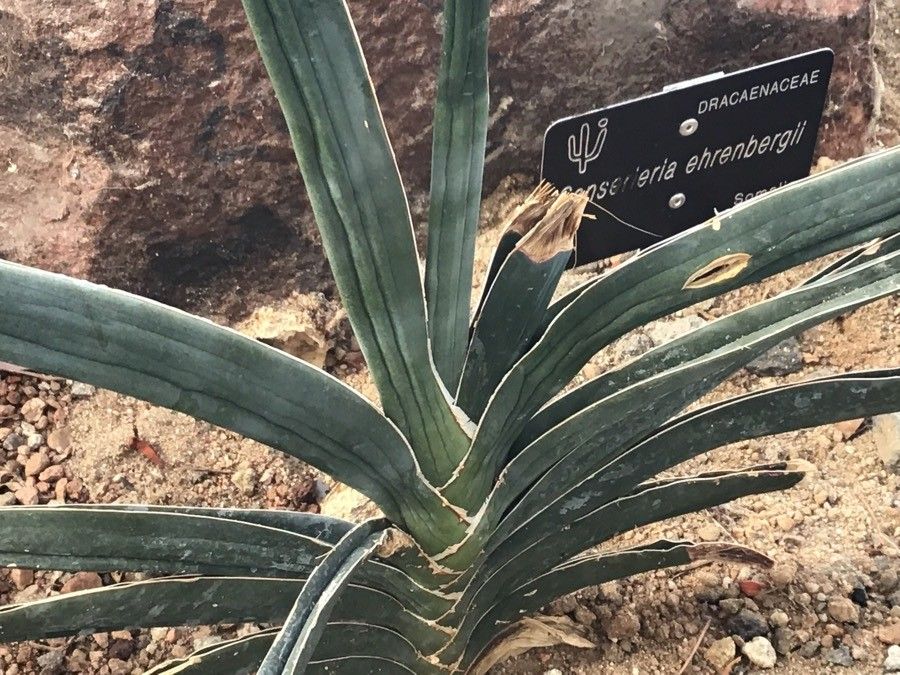 Sansevieria ehrenbergii — full shade houseplant