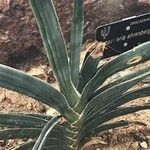 Sansevieria ehrenbergii