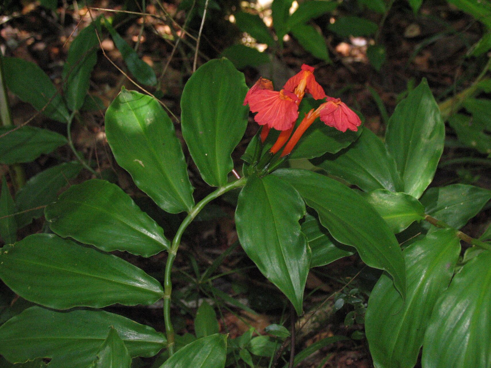 Chamaecostus lanceolatus — related species from the same genus