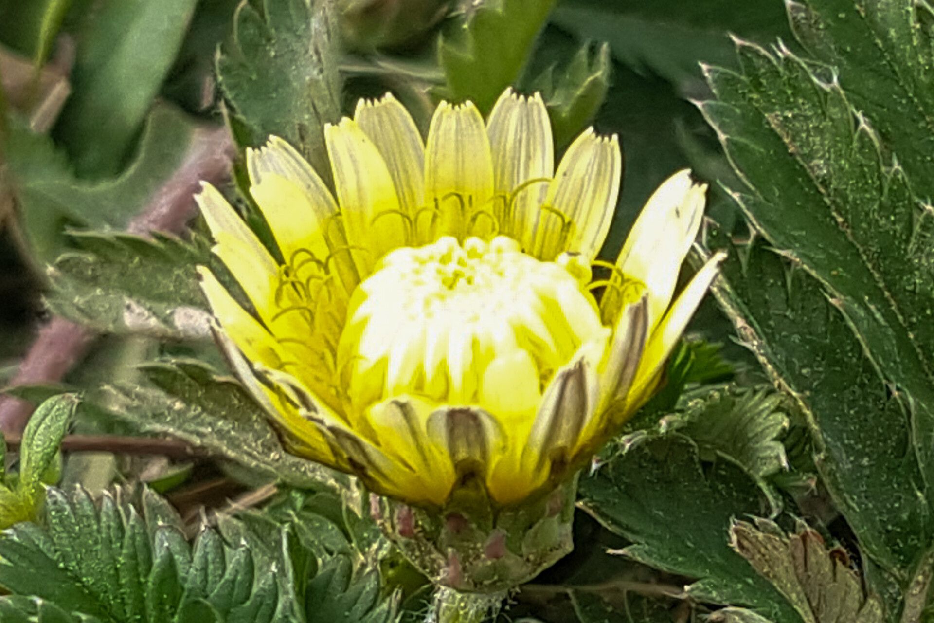 Taraxacum ceratophorum flower