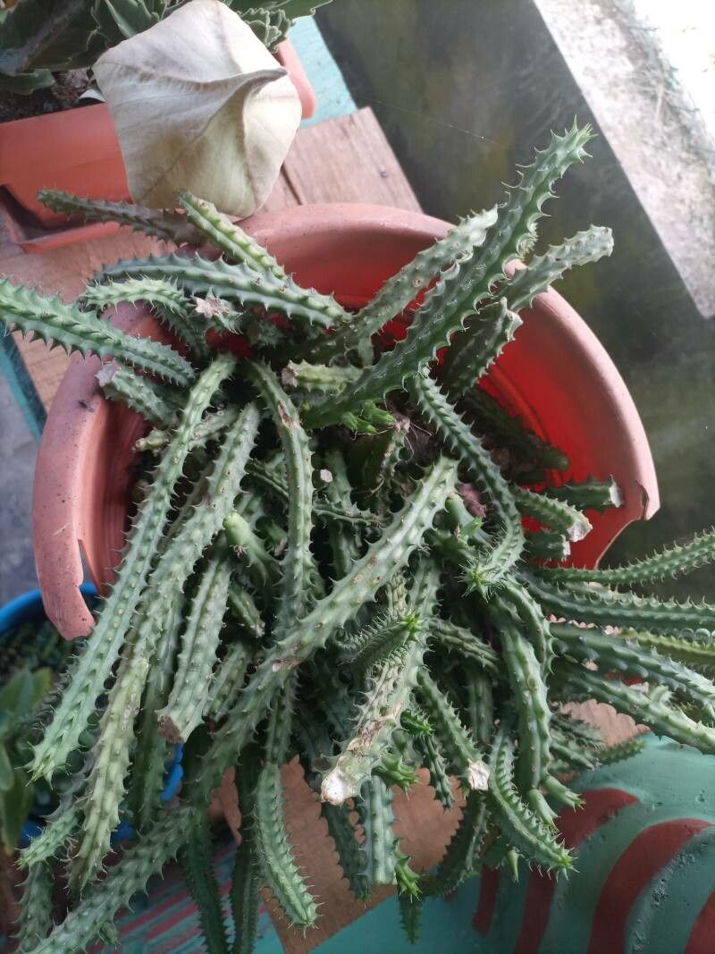 Huernia schneideriana