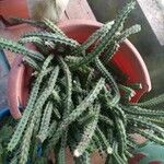 Huernia schneideriana