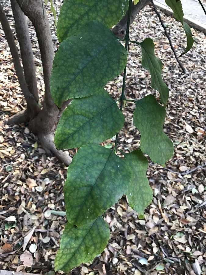 Halleria lucida — search result for 'Fuchsia'