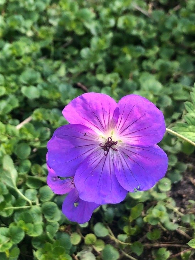 Geranium wallichianum flower