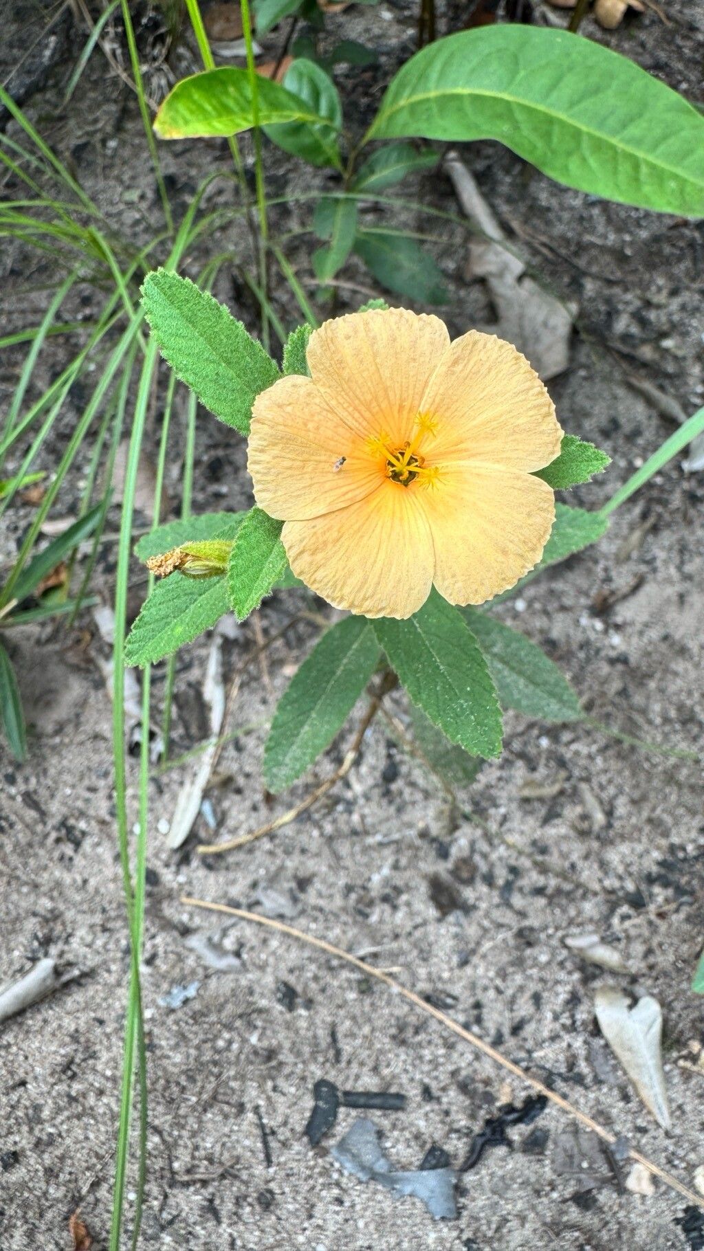 Piriqueta guianensis flower