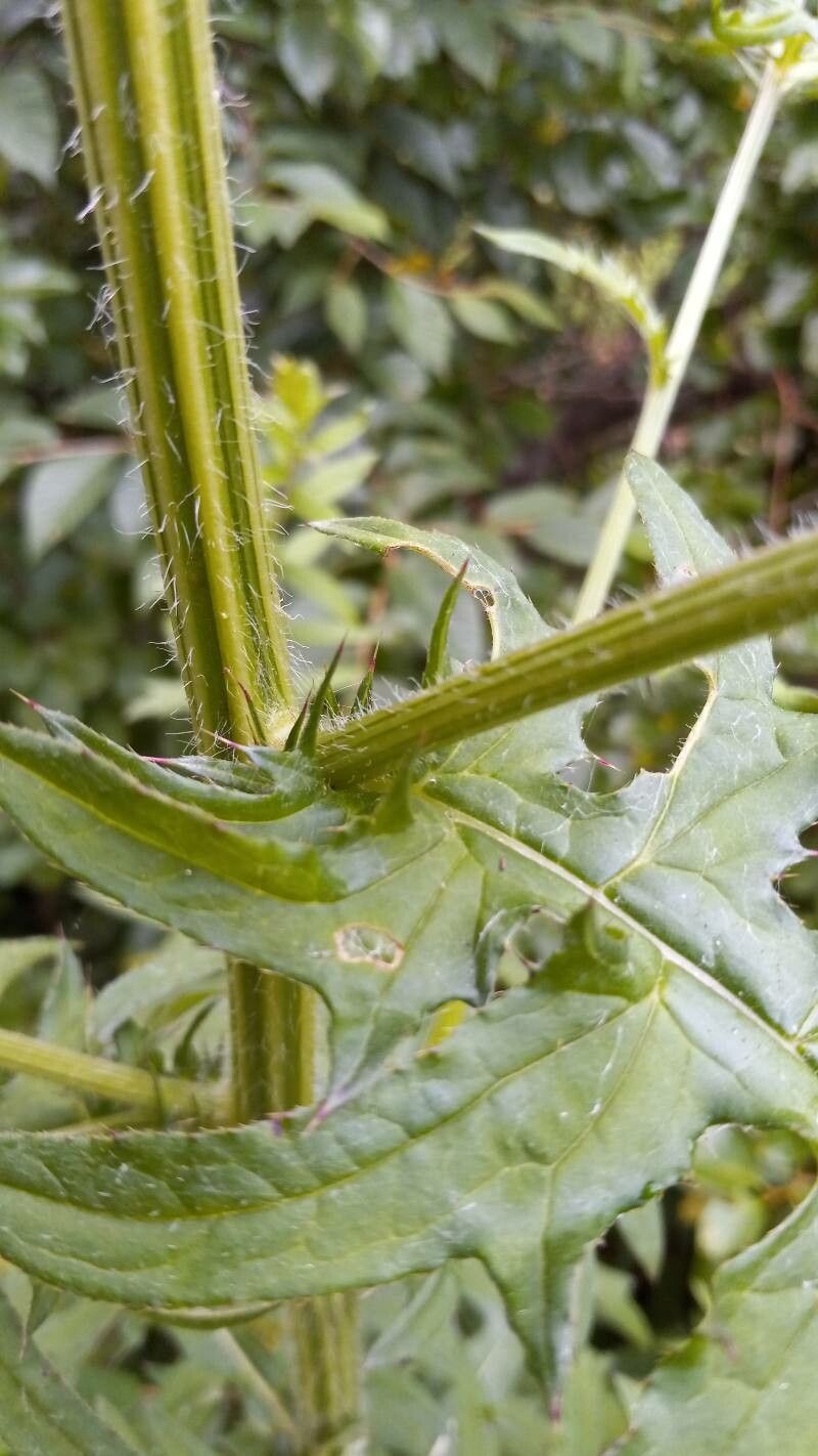 Cirsium muticum bark