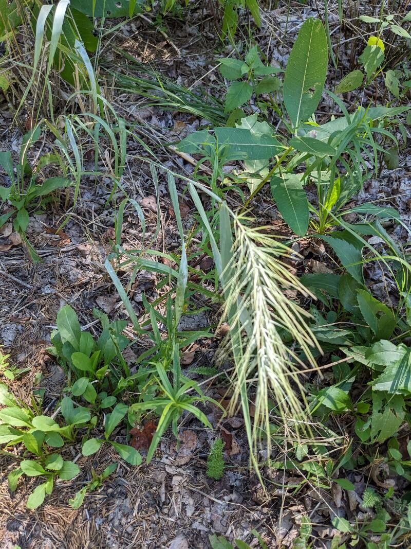 Elymus canadensis leaf