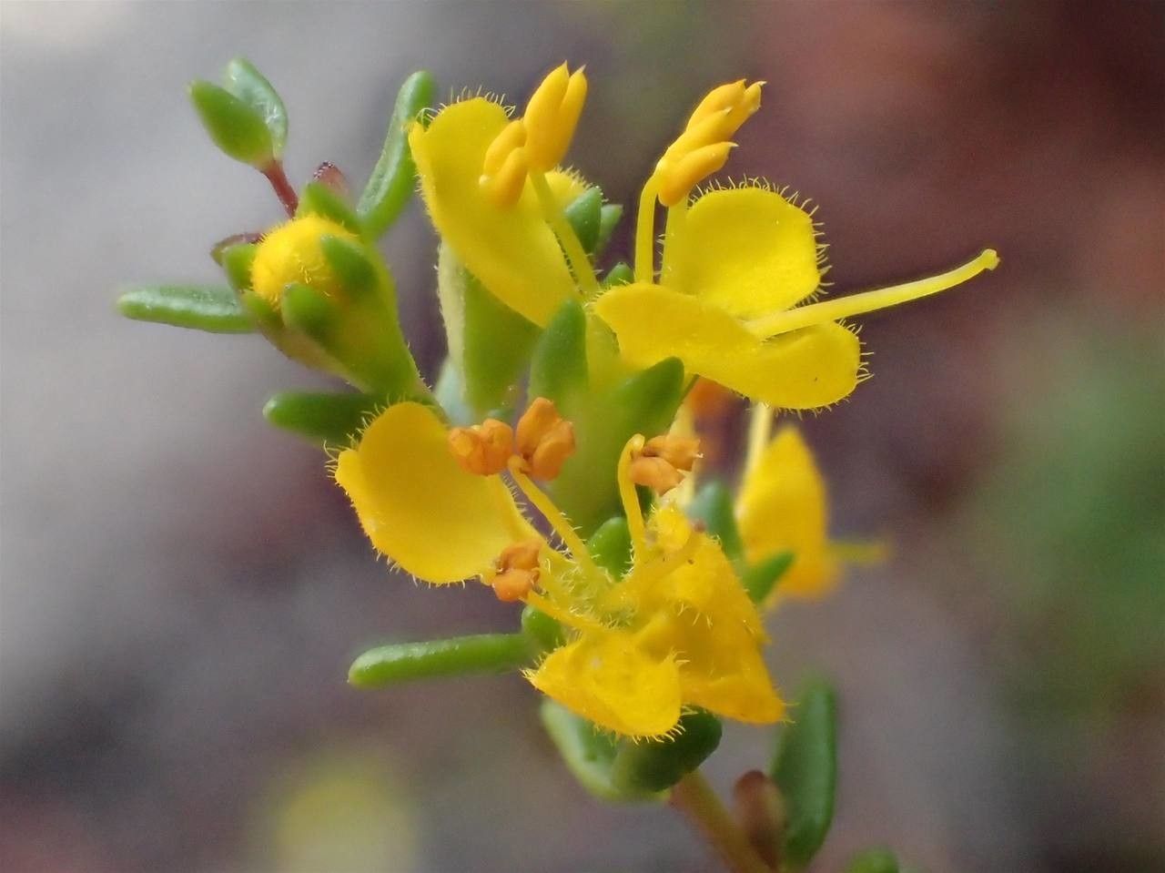Odontites luteus flower