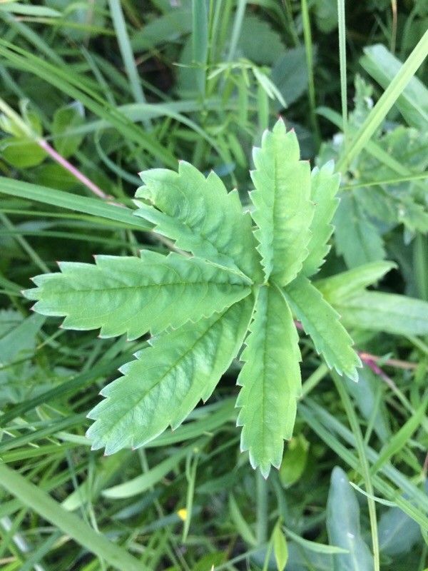 Comarum palustre leaf