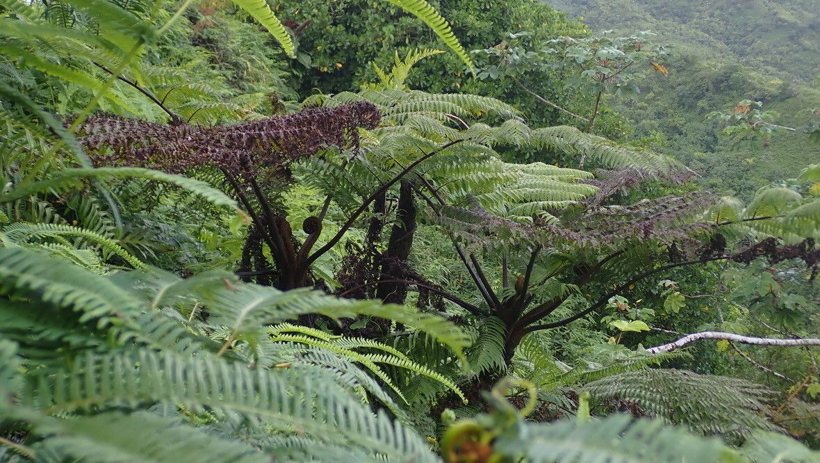 Alsophila tahitensis habit