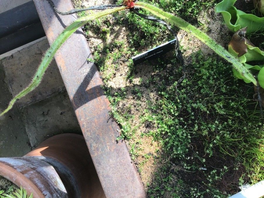 Drosera regia — search result for 'Drosera'