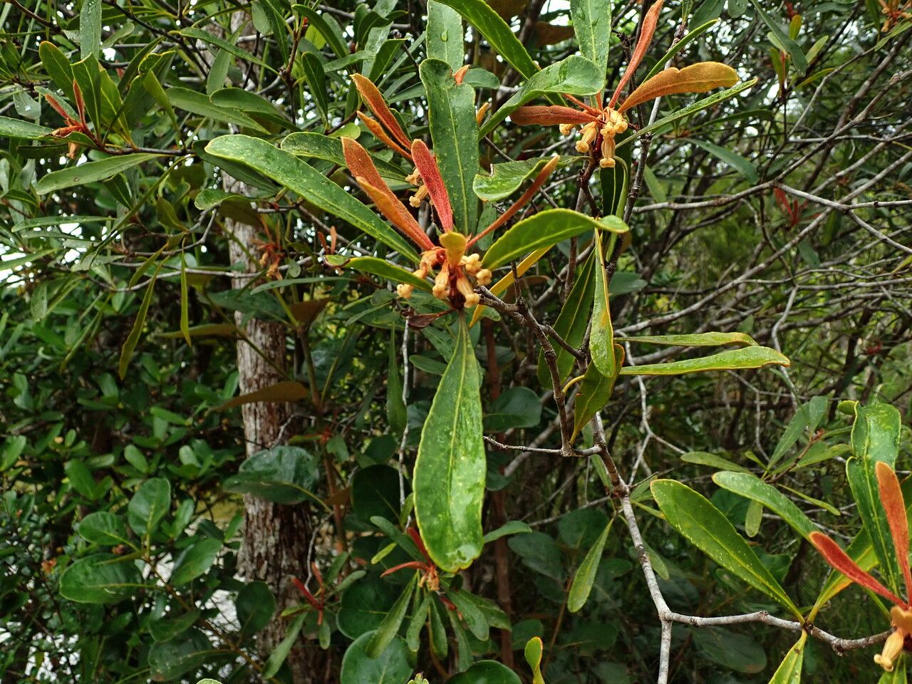 Pittosporum deplanchei habit