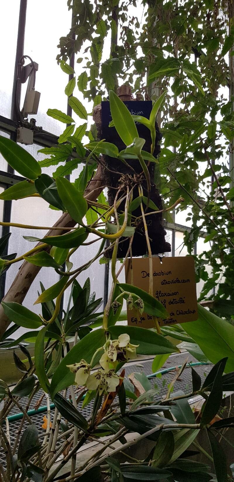 Dendrobium atroviolaceum habit