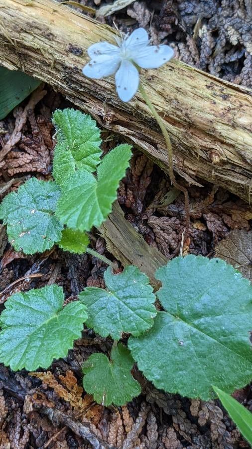 Dalibarda repens habit