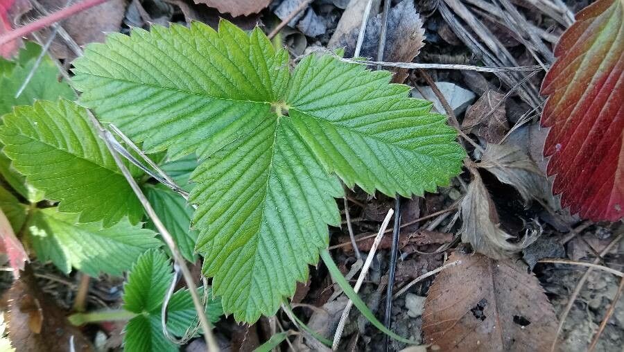 Potentilla sterilis leaf