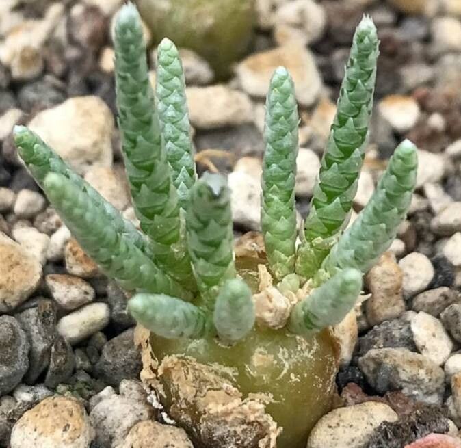 Anacampseros quinaria — search result for 'Anacampseros'