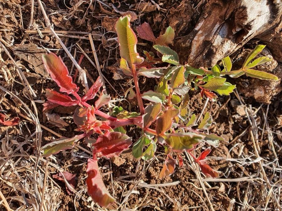 Sclerocarya birrea leaf