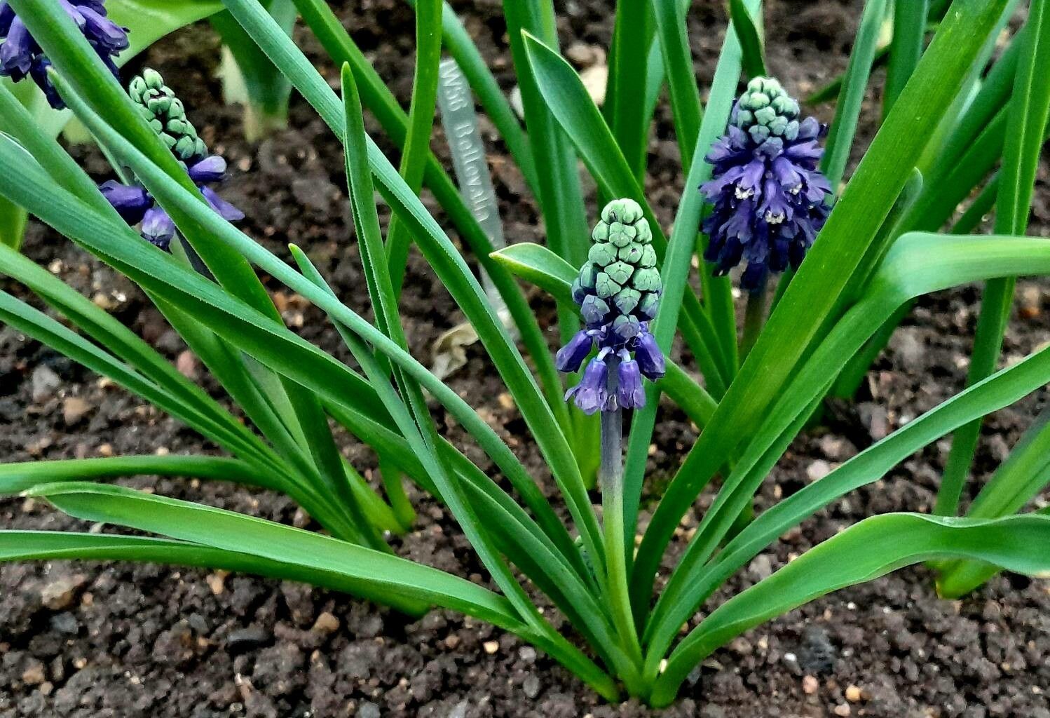 Bellevalia turkestanica flower