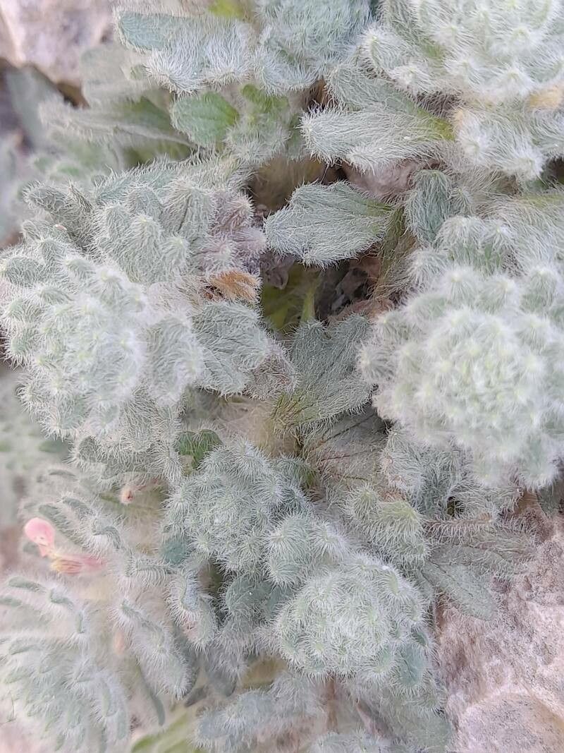 Ajuga austroiranica bark
