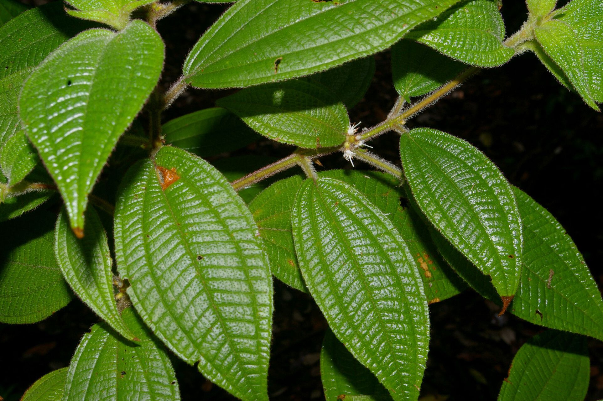 Miconia monantha — houseplant care guide