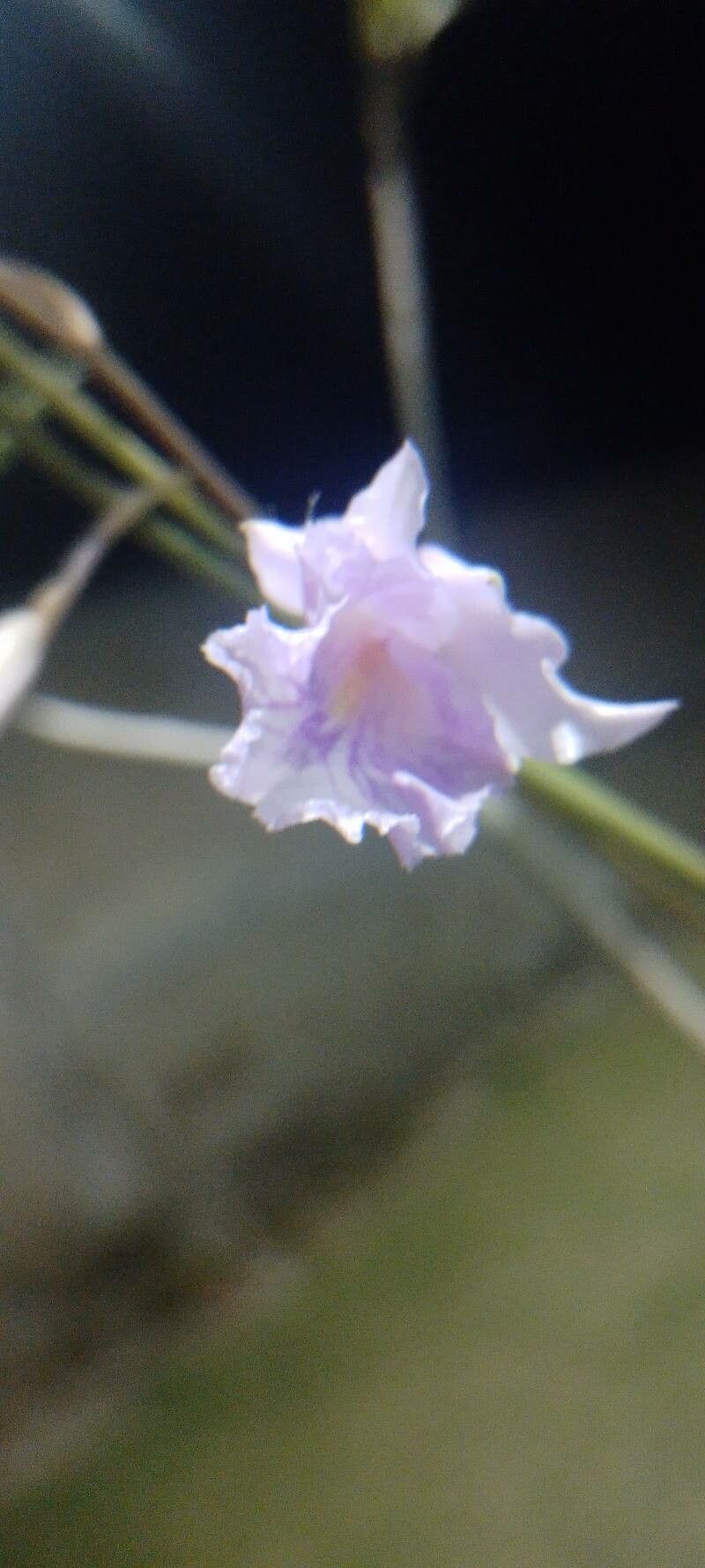 Broughtonia domingensis flower