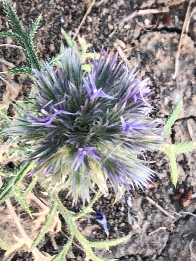 Echinops strigosus flower