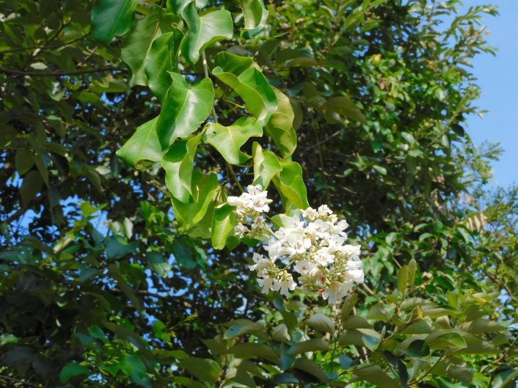 Fridericia florida flower