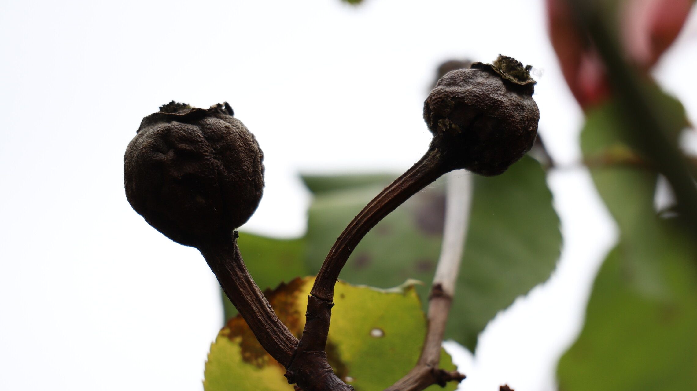 Rosa × odorata fruit