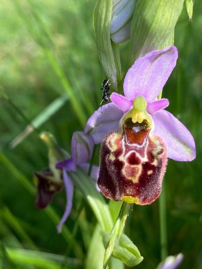 Ophrys holosericea flower