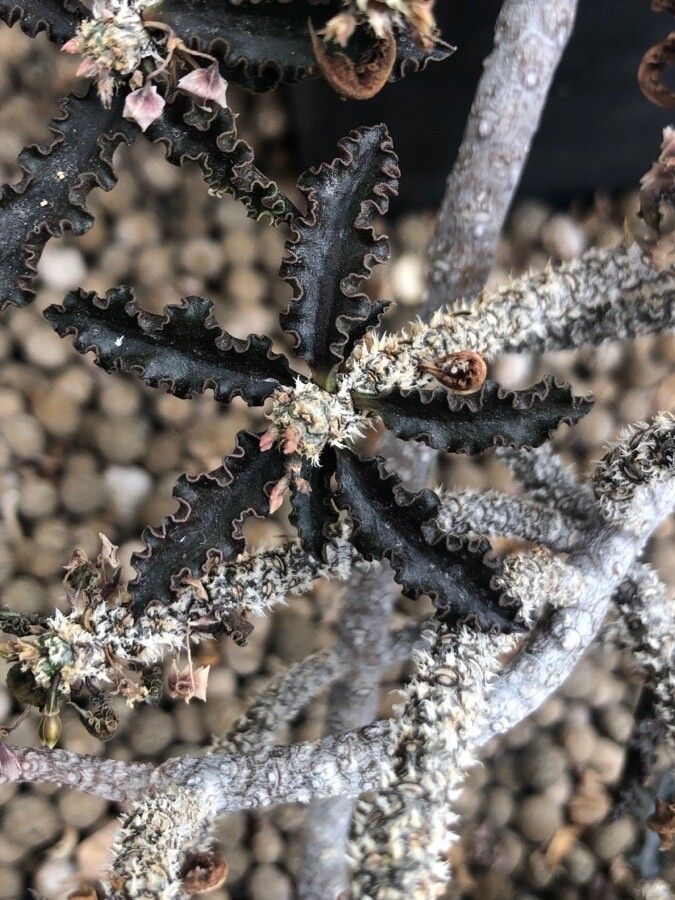 Euphorbia ambovombensis leaf