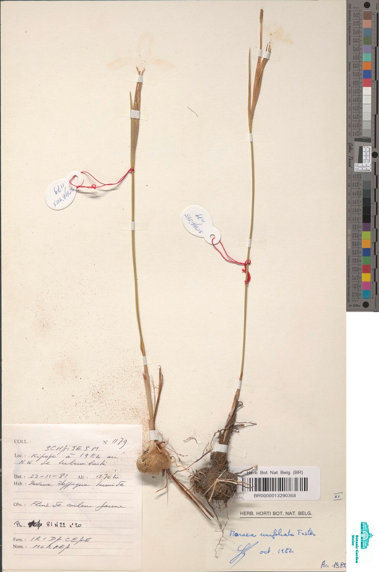 Moraea unifoliata — houseplant care guide