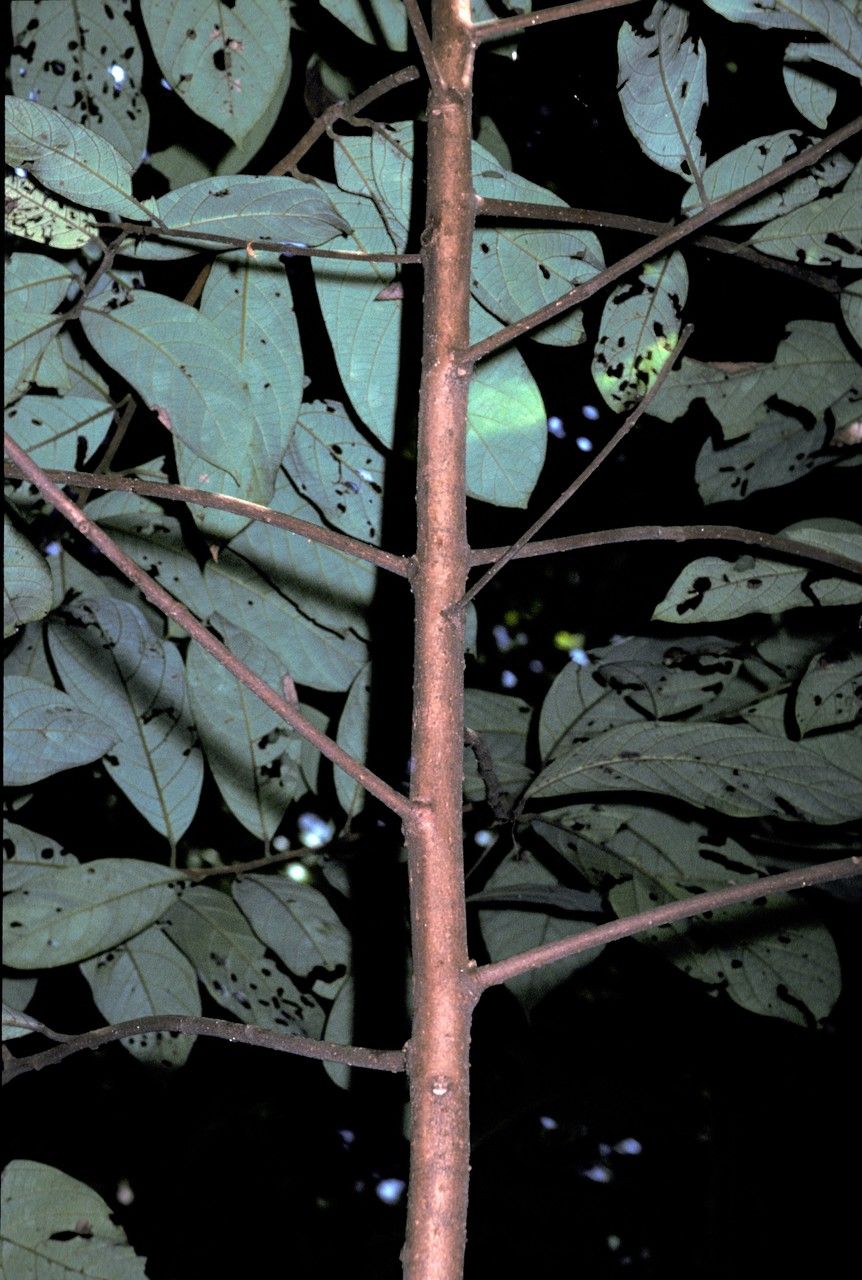 Cryptocarya wightiana bark