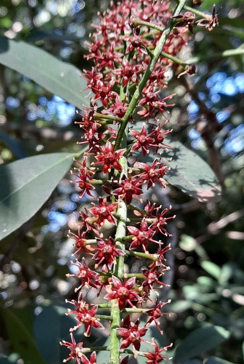 Pilocarpus pennatifolius flower
