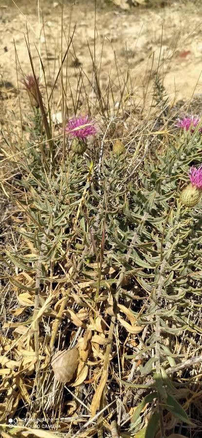 Jurinea ancyrensis — related species from the same genus