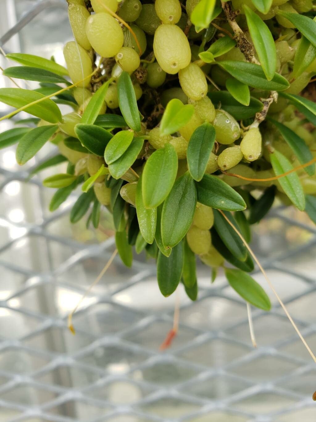 Bulbophyllum ovalifolium — houseplant care guide