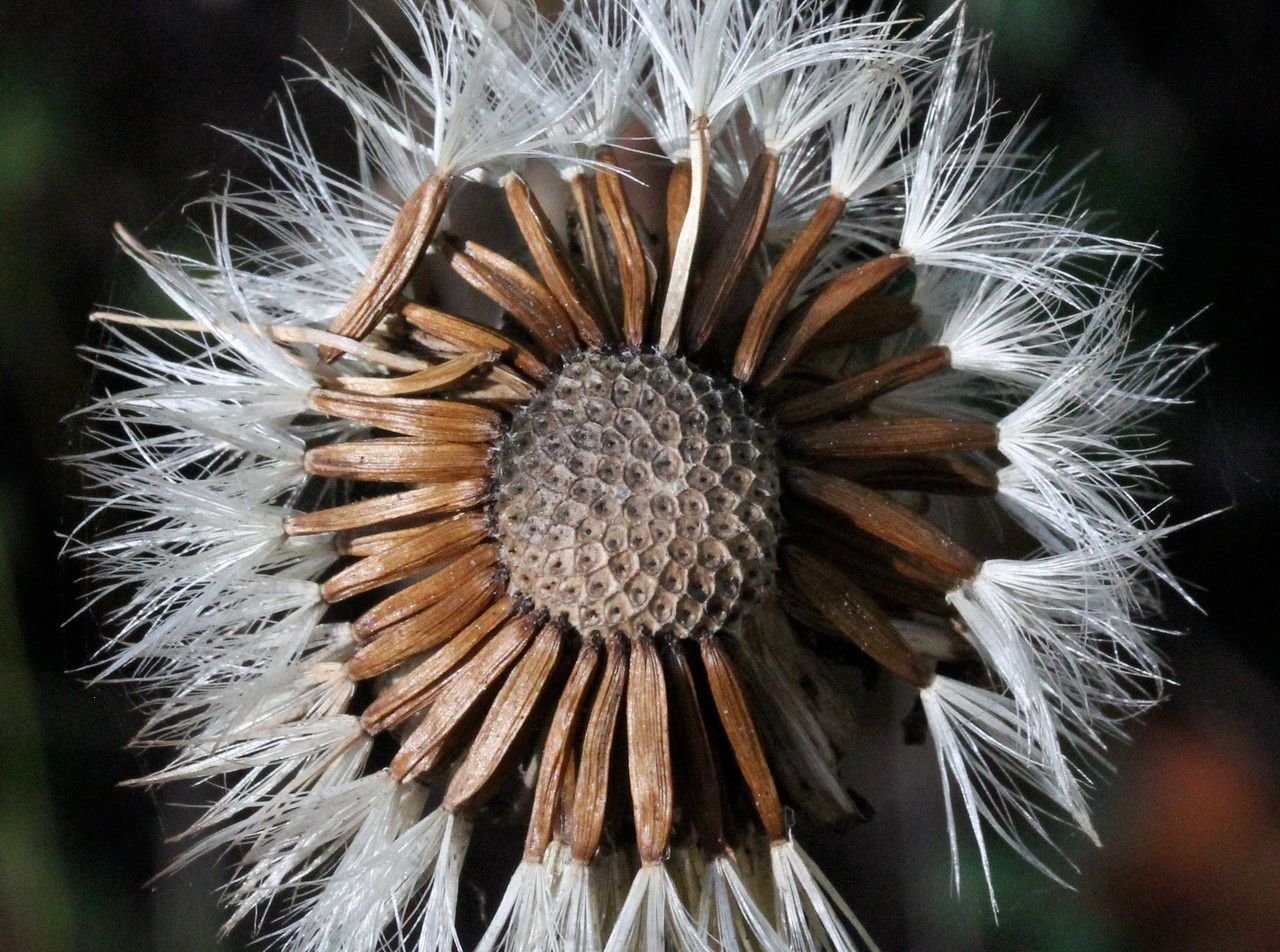 Crepis pontana fruit
