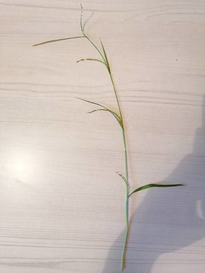 Carex strigosa habit