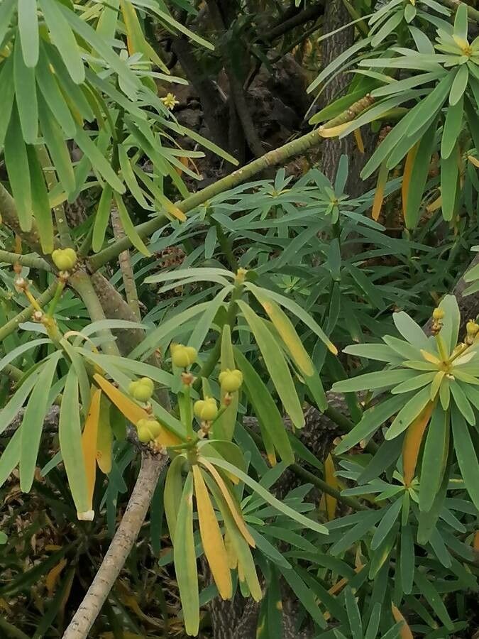 Euphorbia regis-jubae fruit