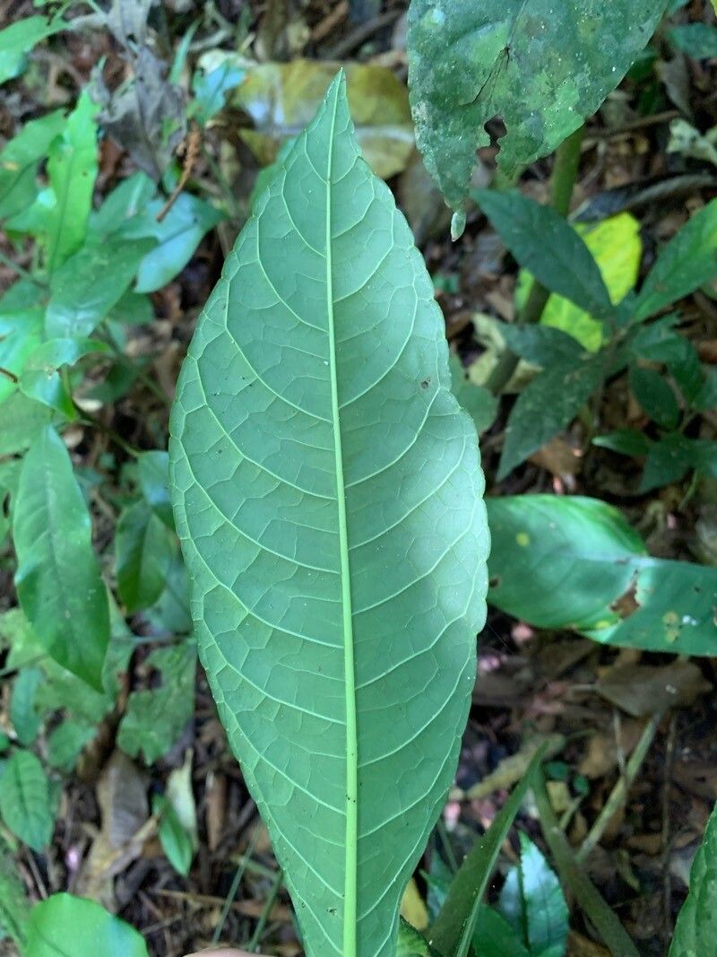 Dorstenia hirta leaf