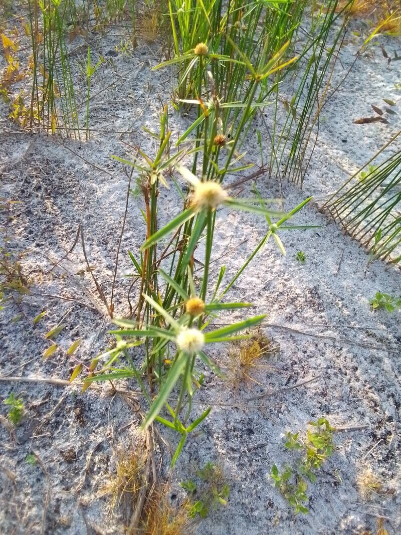 Cyperus erectus flower