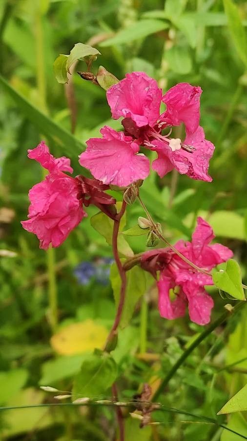 Clarkia unguiculata flower