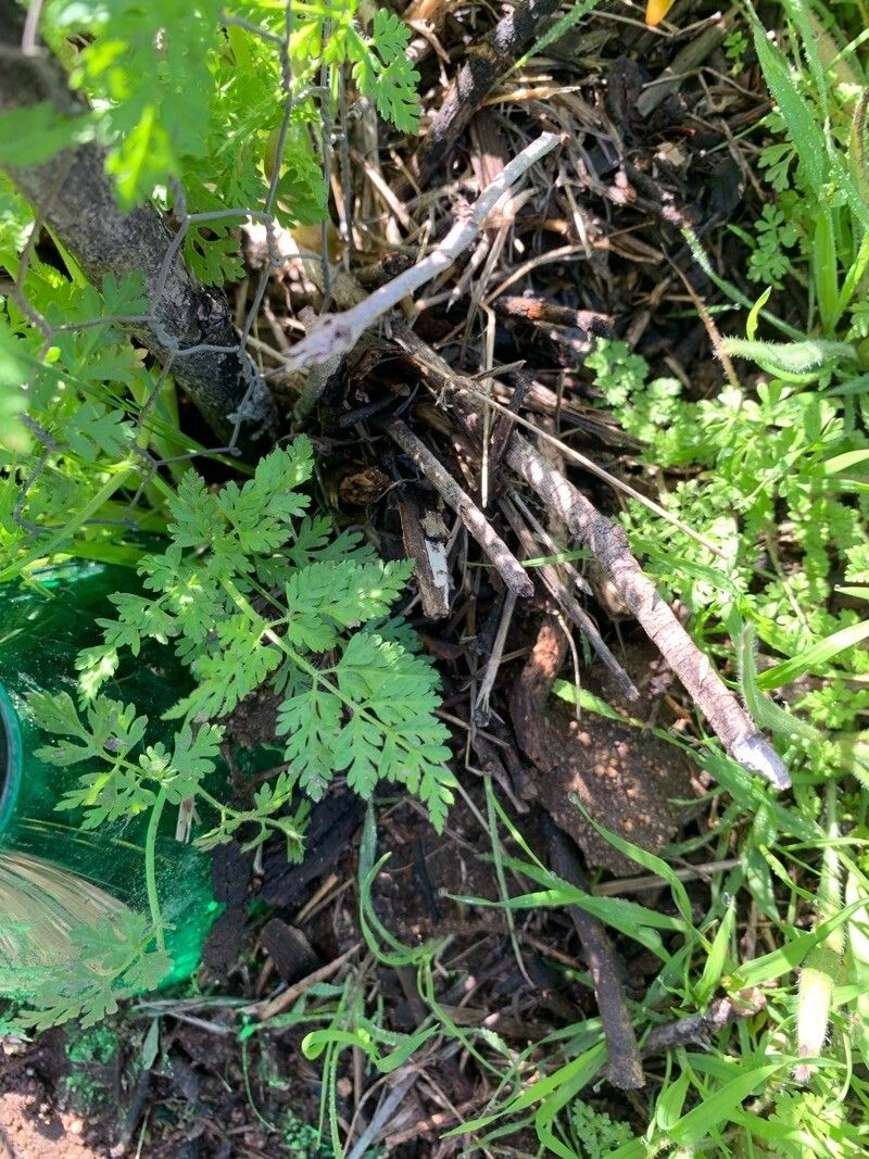 Chaerophyllum tainturieri — search result for 'Chaerophyllum'