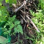 Chaerophyllum tainturieri