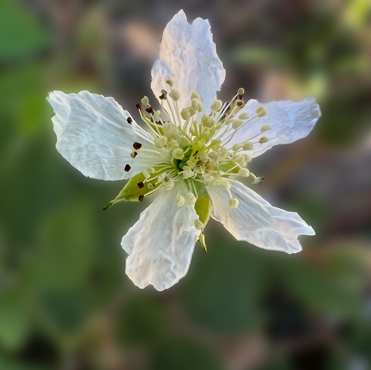 Rubus echinatus flower