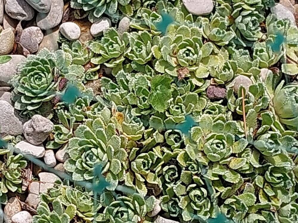 Saxifraga tricrenata — houseplant care guide