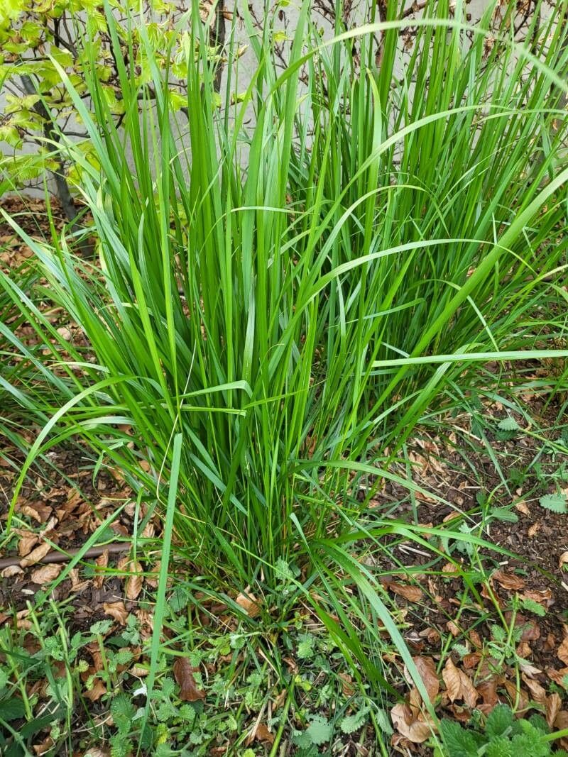 Calamagrostis linifolia leaf