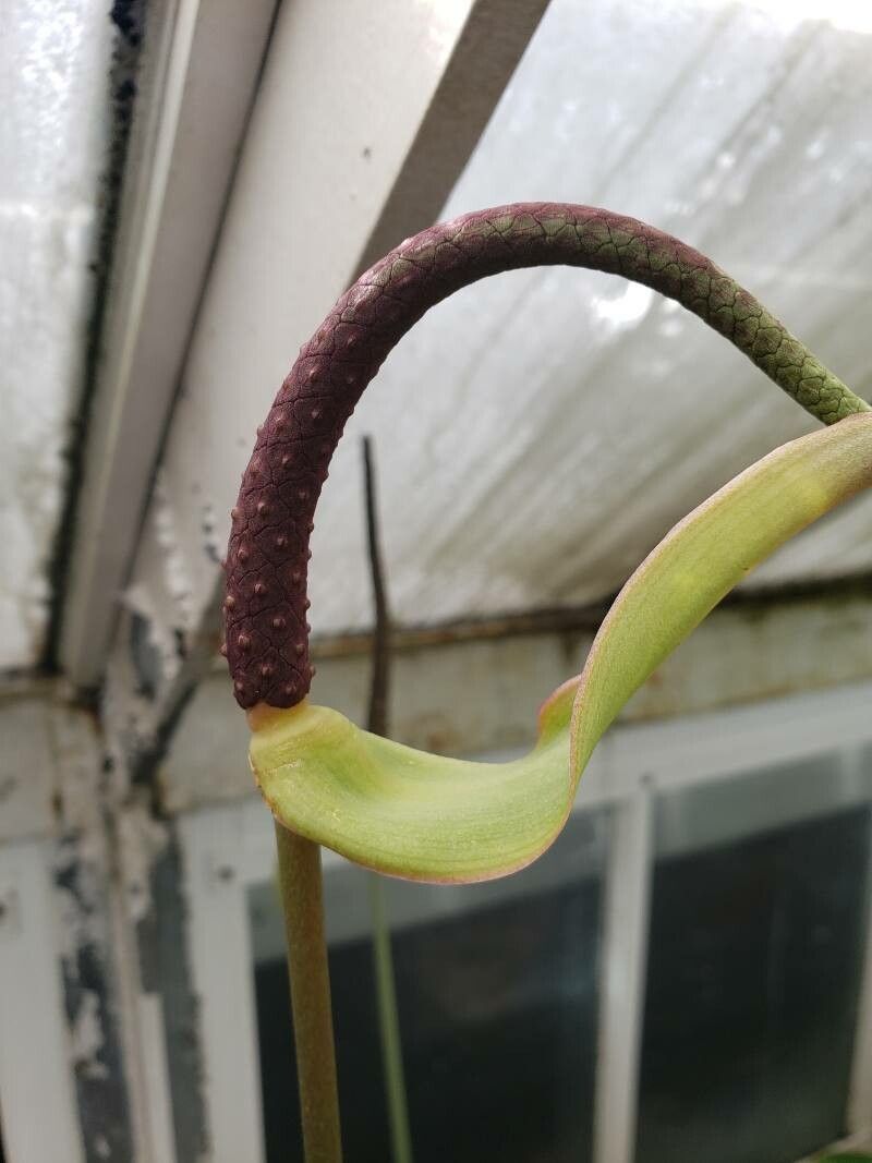 Anthurium clarinervium flower