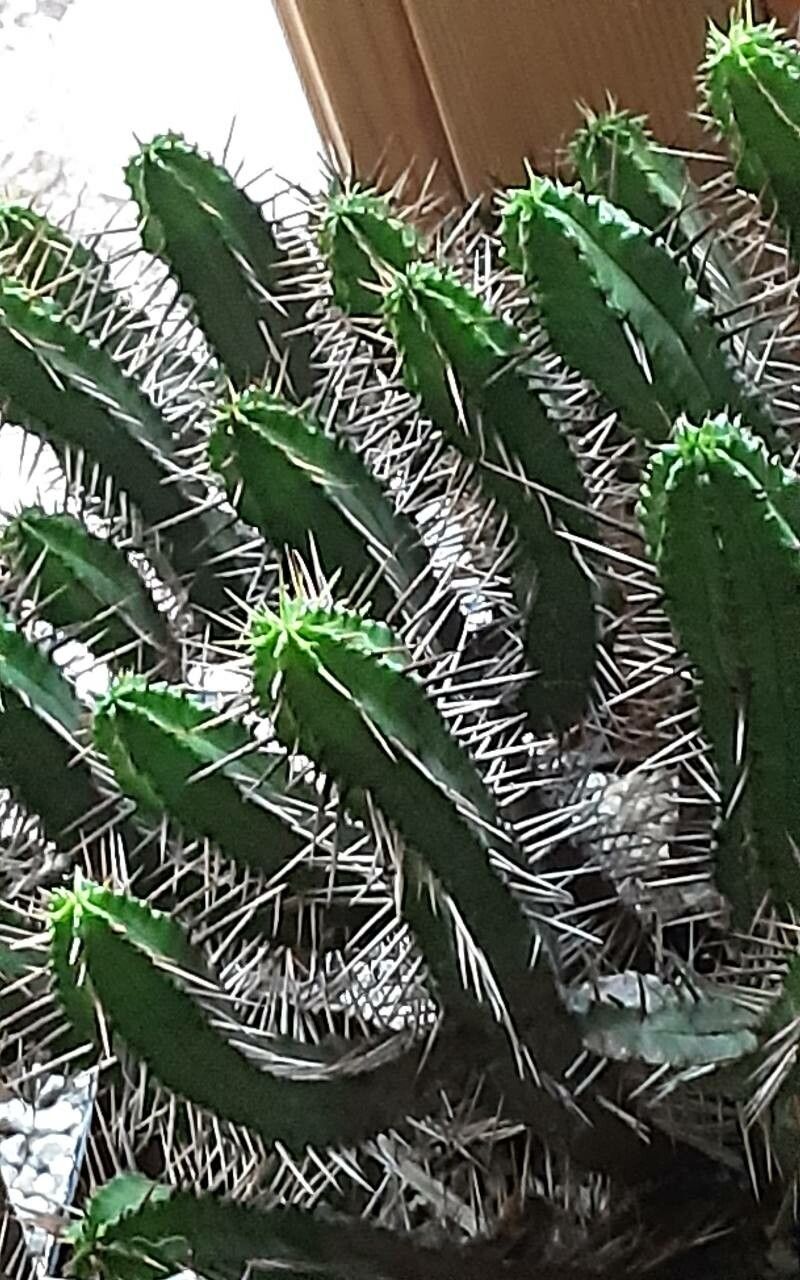 Euphorbia enopla bark