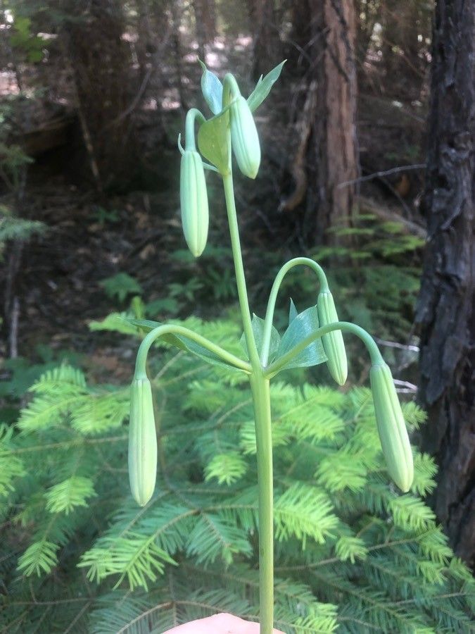 Lilium humboldtii fruit